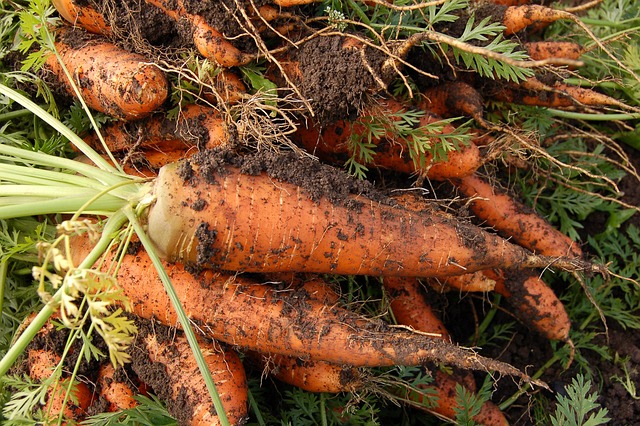 Gratin de carottes